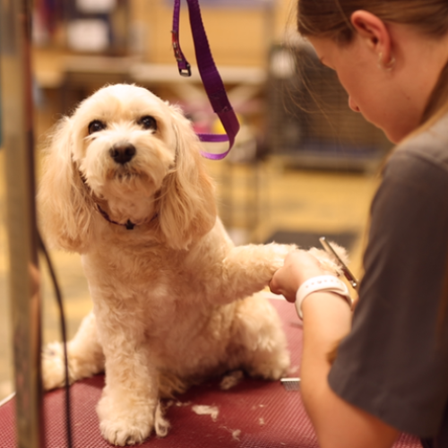 CIII_Animal_Care_Grooming_640x475px_0