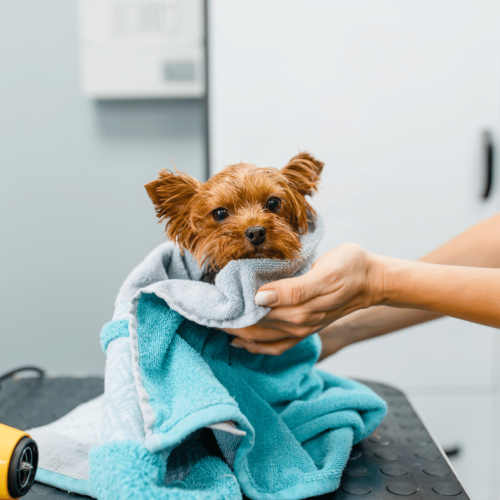 Can-my-dog-get-an-ear-infection-from-grooming